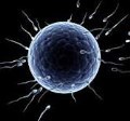 محققان سلول هاي بنيادي را به اسپرم تبديل كردند 