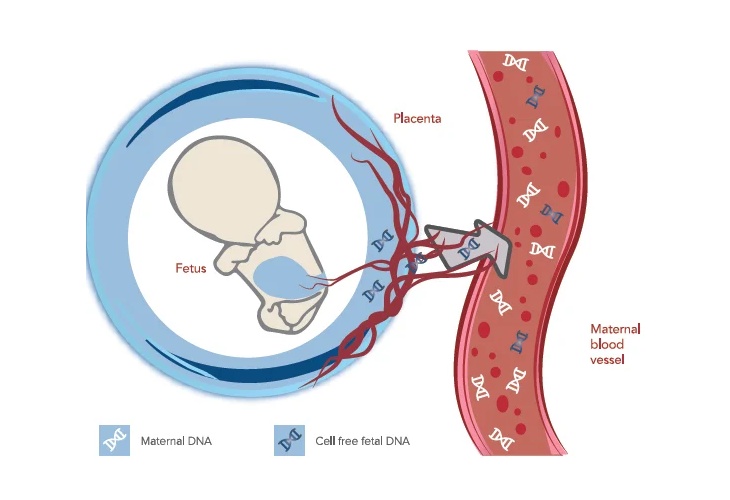 منشا CF DNA(Cell Free DNA) چیست؟