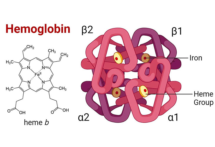 نحوه عملکرد و ساختار هموگلوبین 