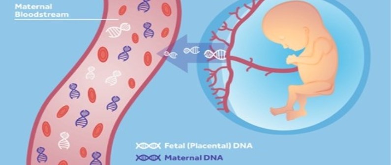 تست NIPT  چیست و در چند هفتگی انجام می‌شود؟