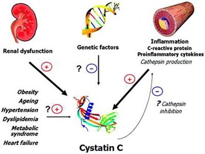 سیستاتین C